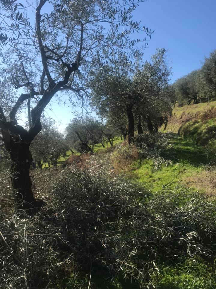 pruning season olives tree
