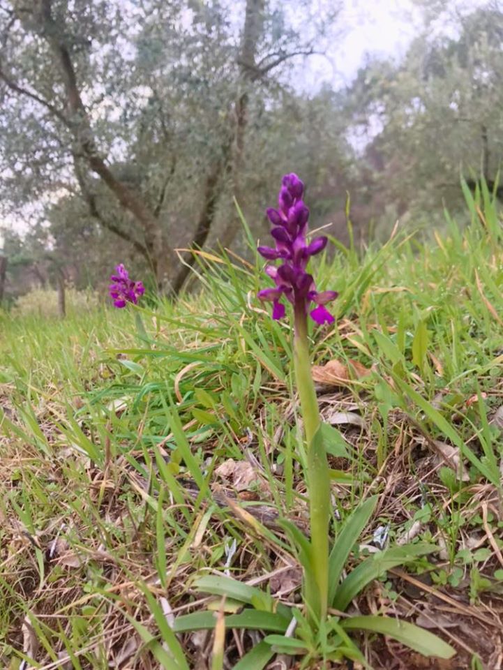 Podere gli Scassi field flowers