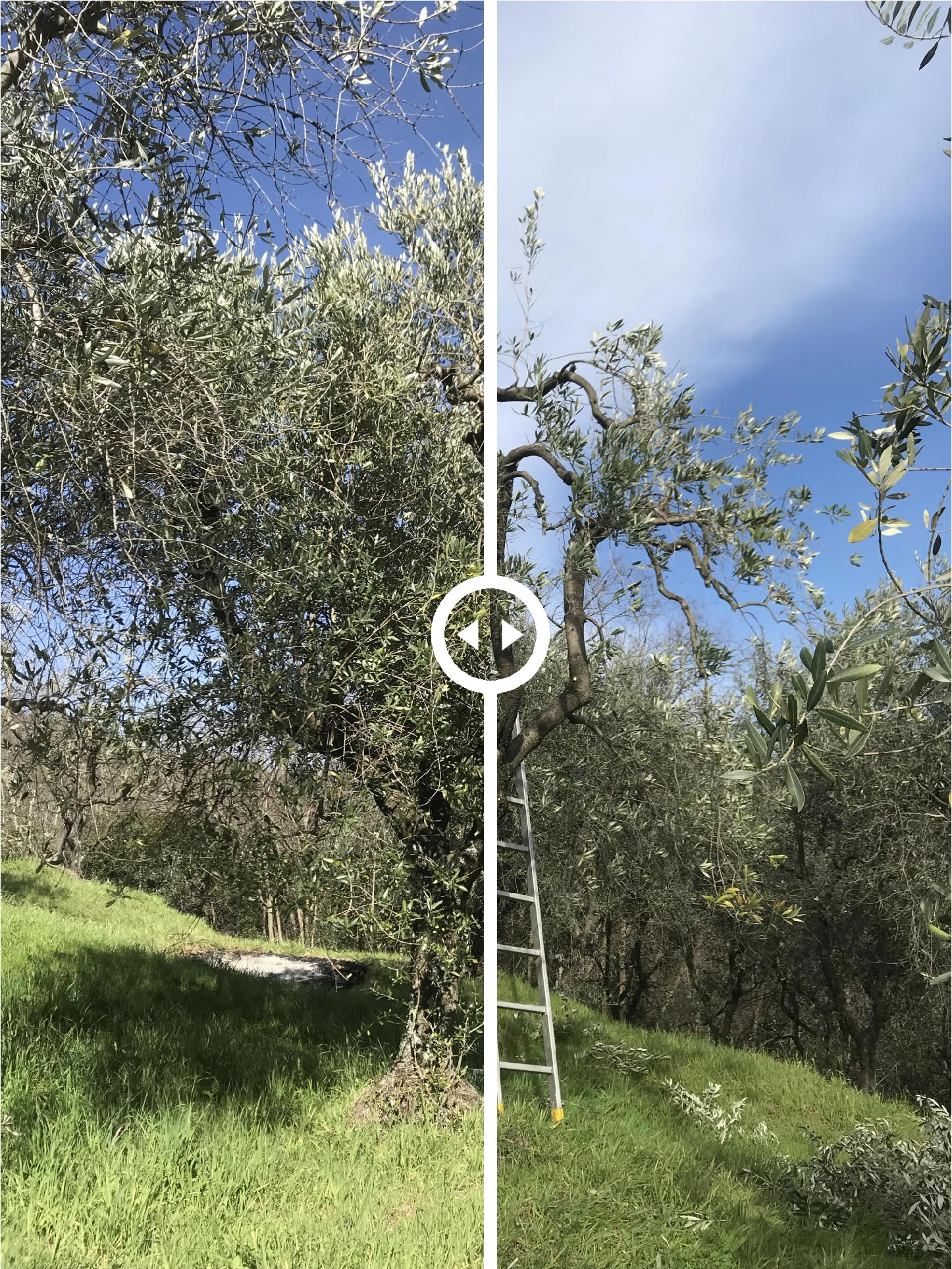 Before/After Olive Pruning
