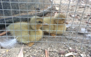 little ducks